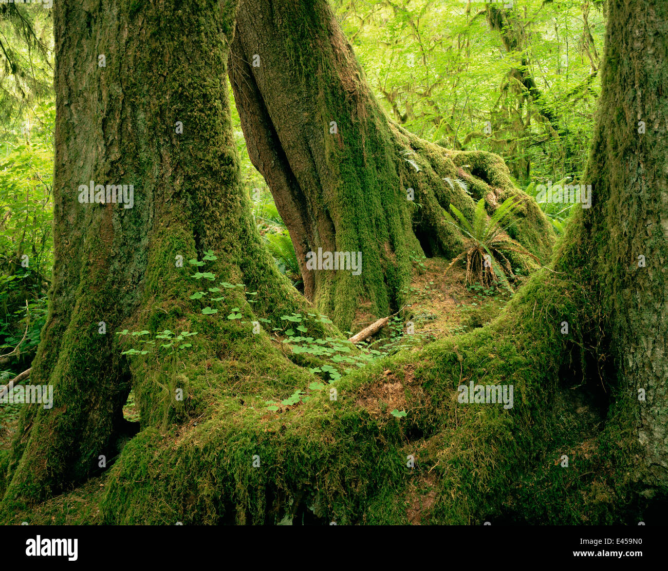 Club moss {Lycopodium sp} on trunks of Sitka spruce trees {Picea sitchensis} Hoh temperate rainforest, Olympic NP, Washington, USA Stock Photo