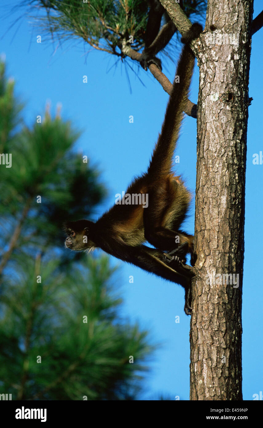 Black handed spider monkey {Ateles geoffroyi} hanging in tree from tail, Captive, Belize Zoo Stock Photo