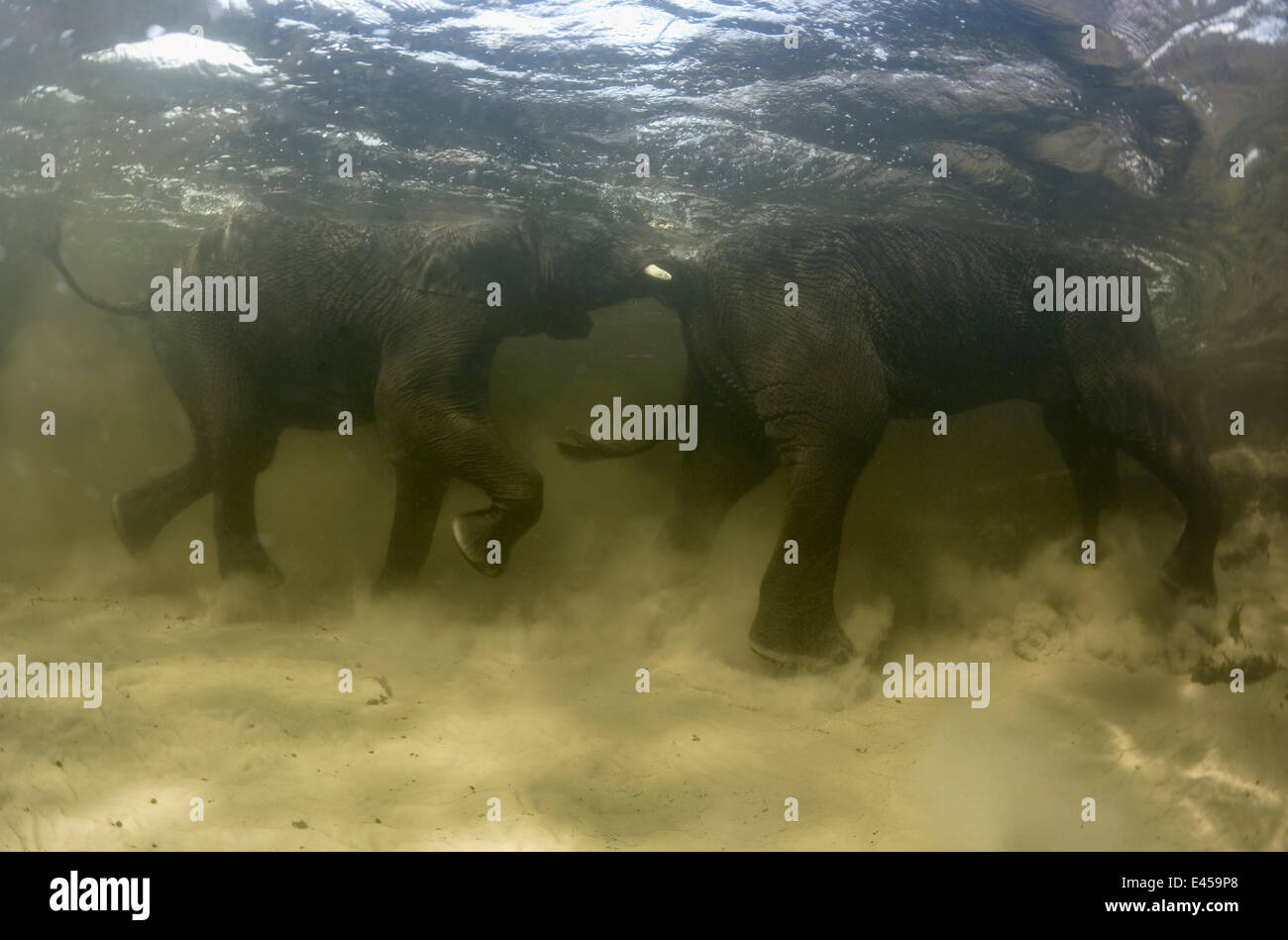 Underwater view of African Elephants {Loxidonta africana} playing