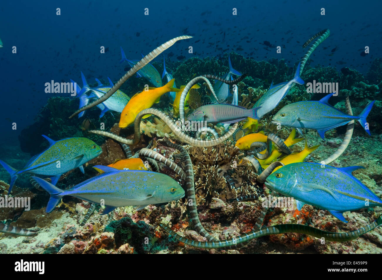 Yellow / Goldsaddle goatfish (Parupeneus cyclostomus) hunting together with Bluefin Jacks (Caranx melampygus) and Chinese sea kraits {Laticauda semifasciata} over coral reef, Gunung Api, Banda sea, Indonesia. photographed during making of BBC Planet Earth Stock Photo