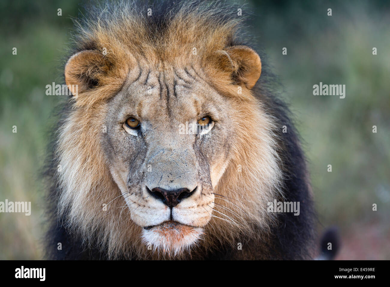 Close-up of Male lion (Panthera leo) Stock Photo