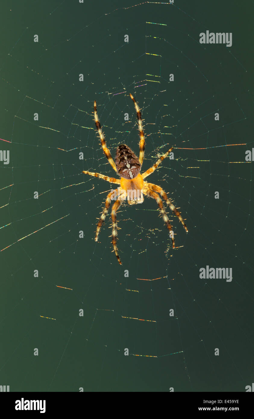 Garden spider, female on web {Araneus diadematus} Germany Stock Photo ...