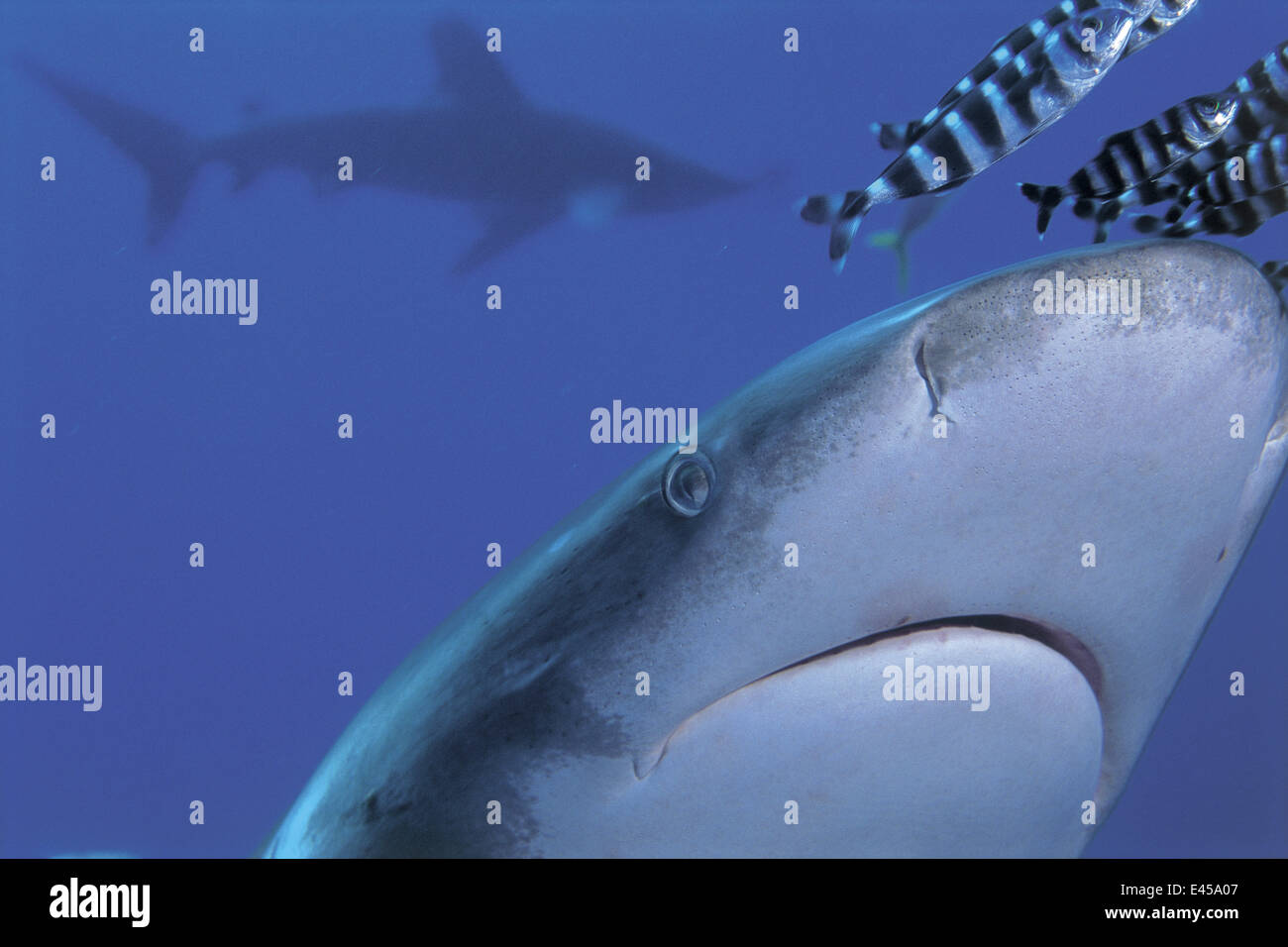 Oceanic whitetip shark {Carcharhinus longimanus} + Pilotfish {Naucrates ductor} Red Sea. Stock Photo