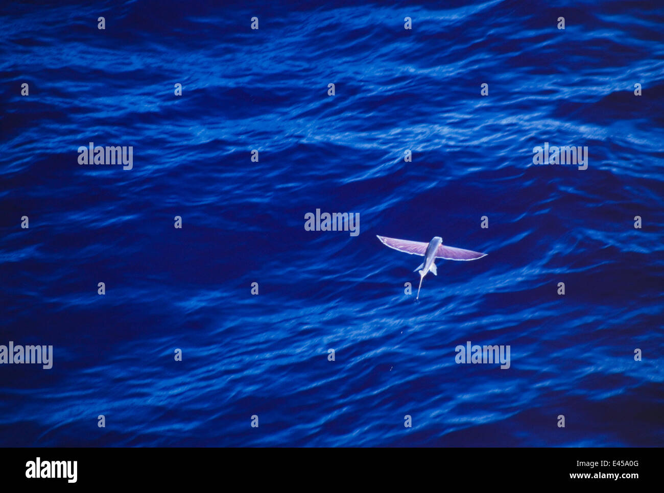 California flying fish {Cypselurus californicus} in flight above sea surface, Pacific. Stock Photo