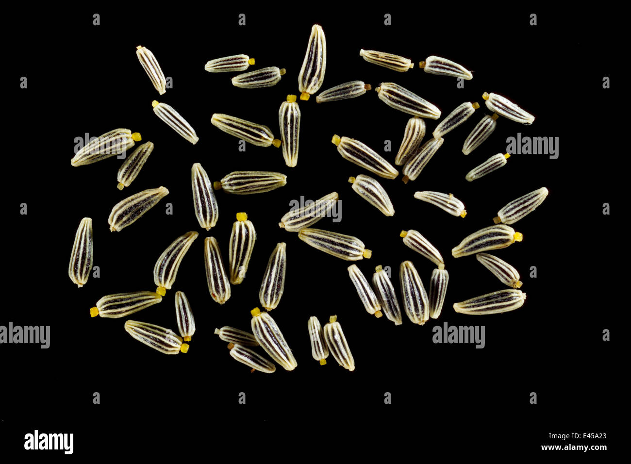 Seeds of Oxeye daisy (Chrysanthemum leucanthemum), Europe. Dispersal is coincidental by wind, animals or water. The seeds lack any obvious structures for specialised dispersal. Stock Photo