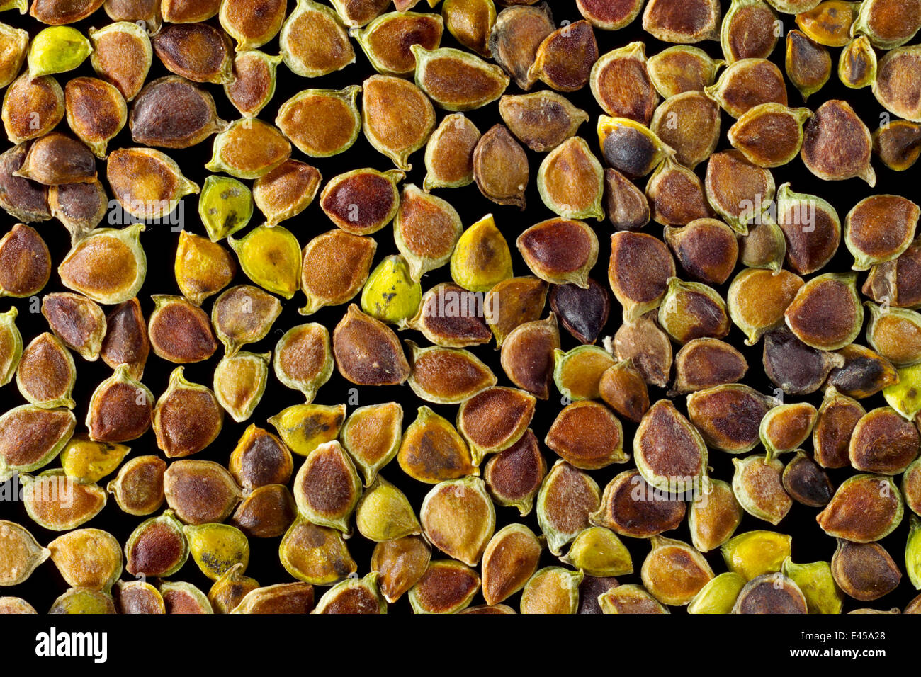 Meadow Buttercup Seeds 