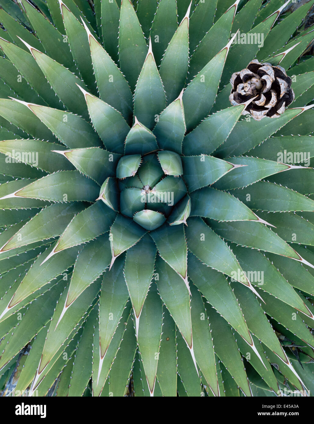 Looking down into the leaves of an Agave plant {Agave utahensis} with Pinyon pine cone {Pinus edulis}, Grand Canyon-Parashant National Monument, Arizona, USA Stock Photo