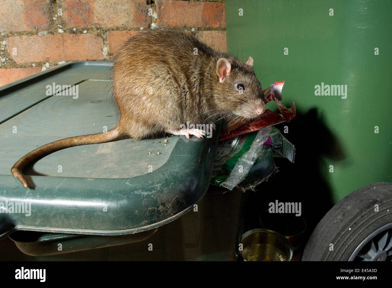 Brown Rat ( Rattus norvegicus ) on dustbin looking for food, captive, UK Stock Photo