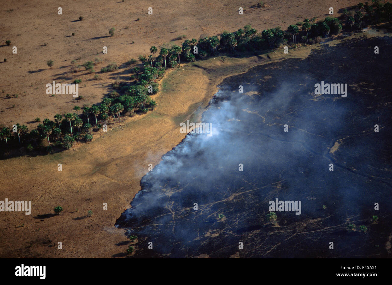 Aerial view of bush fire in woodland savanna during dry season, Katavi National Park, Tanzania Stock Photo