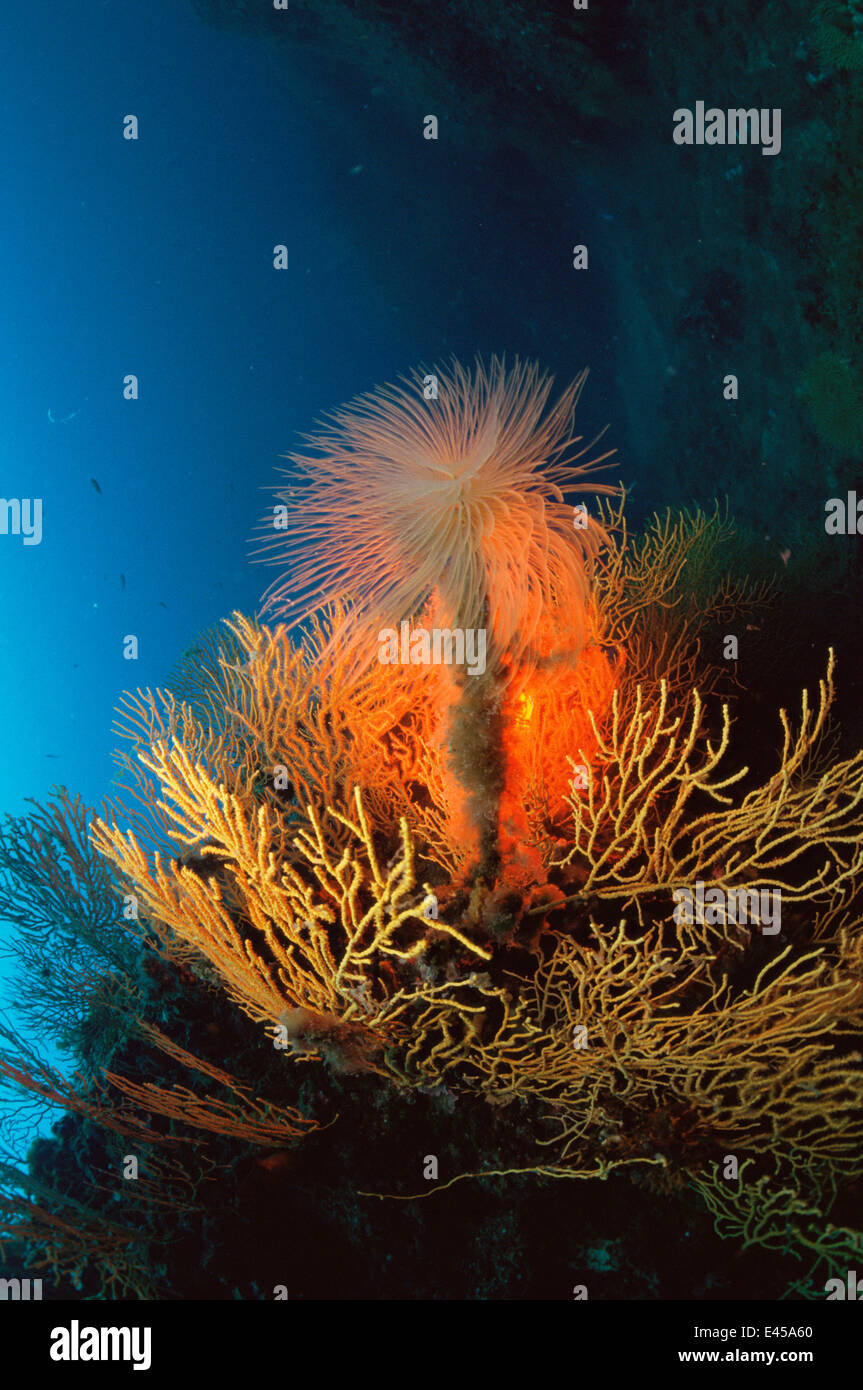Giant fanworm / feather duster {Spirobranchus spallanzani} on coral reef, Mediterranean Stock