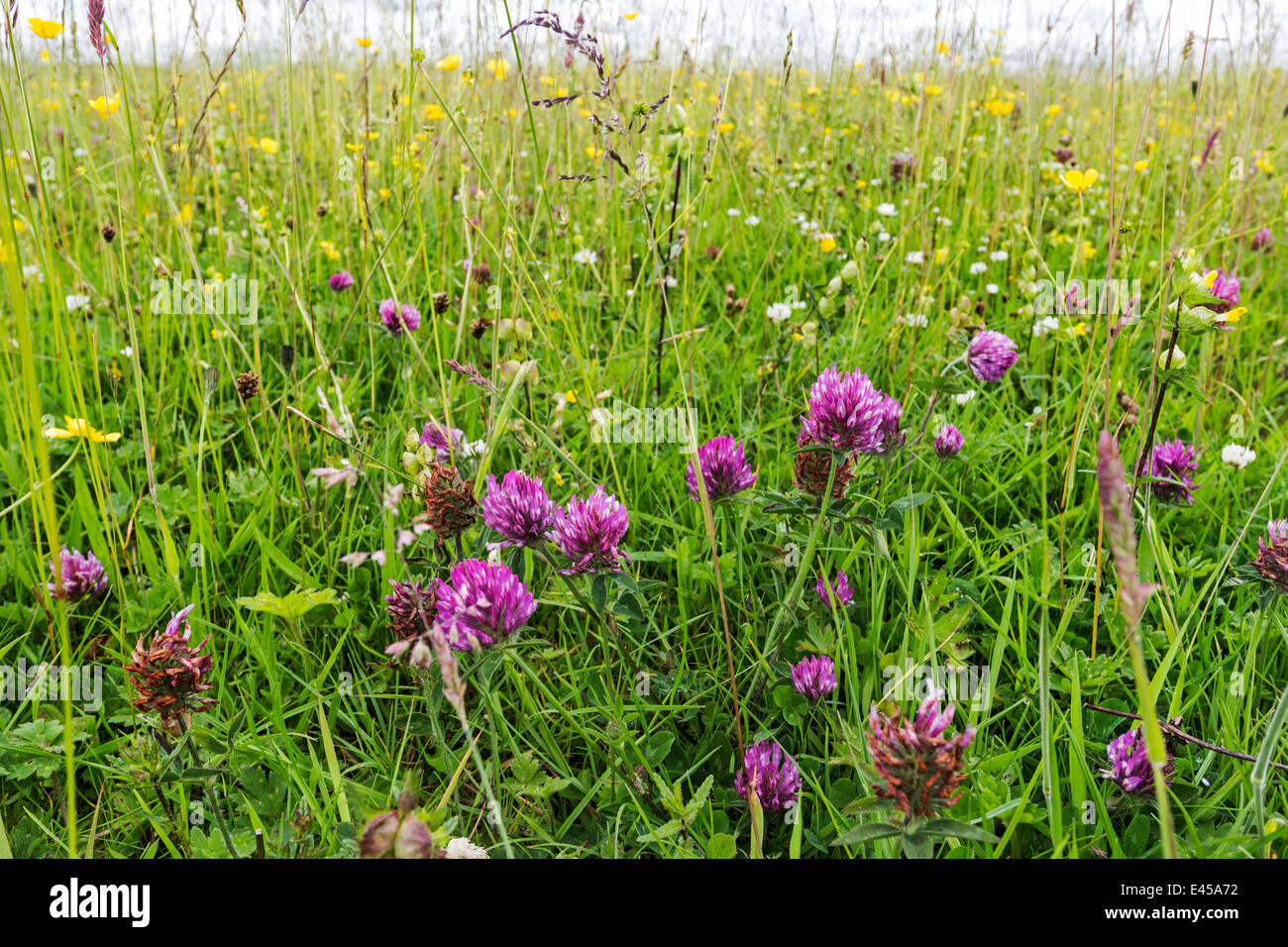 Wildflower Hay Meadow Teesdale County Durham UK Stock Photo