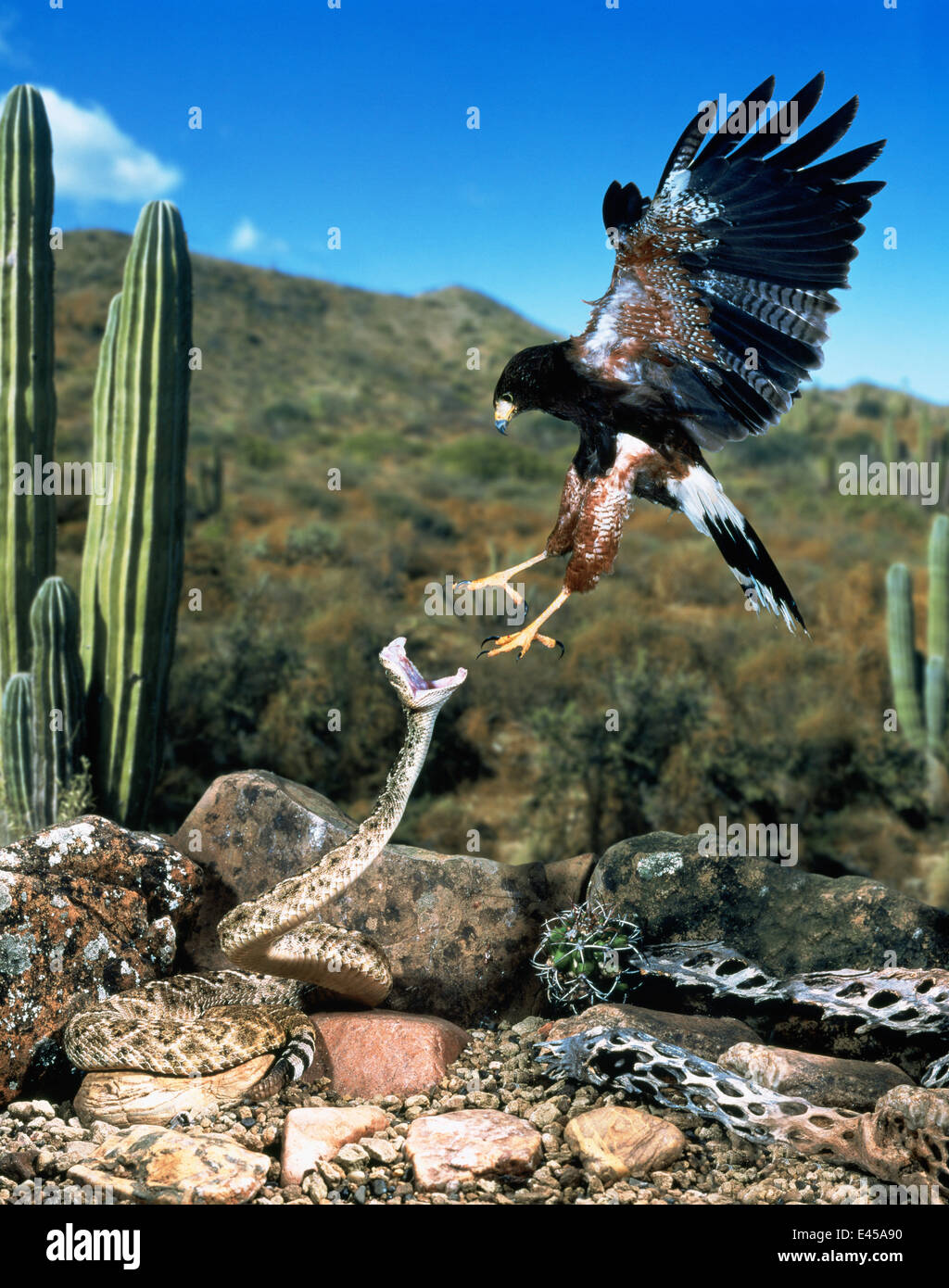 Harris' hawk (Parabuteo unicinctus) attacking a rattlesnake