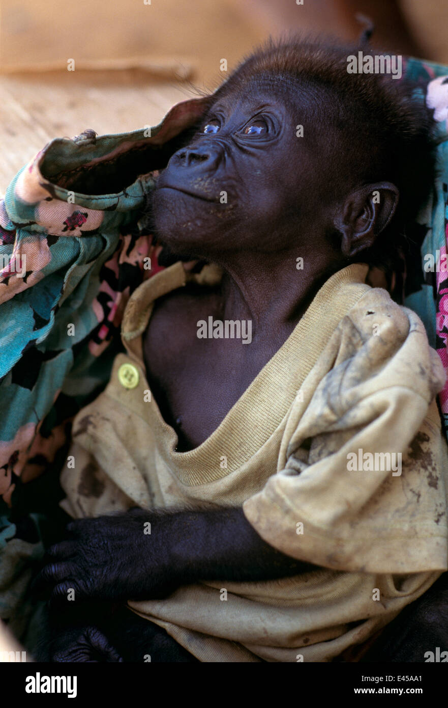 Baby Western lowland gorilla (Gorilla g gorilla), victim of the illegal  bushmeat and pet trades, Central Africa. After shooting an adult gorilla,  bushmeat hunters capture the babies for additional profit. The orphans