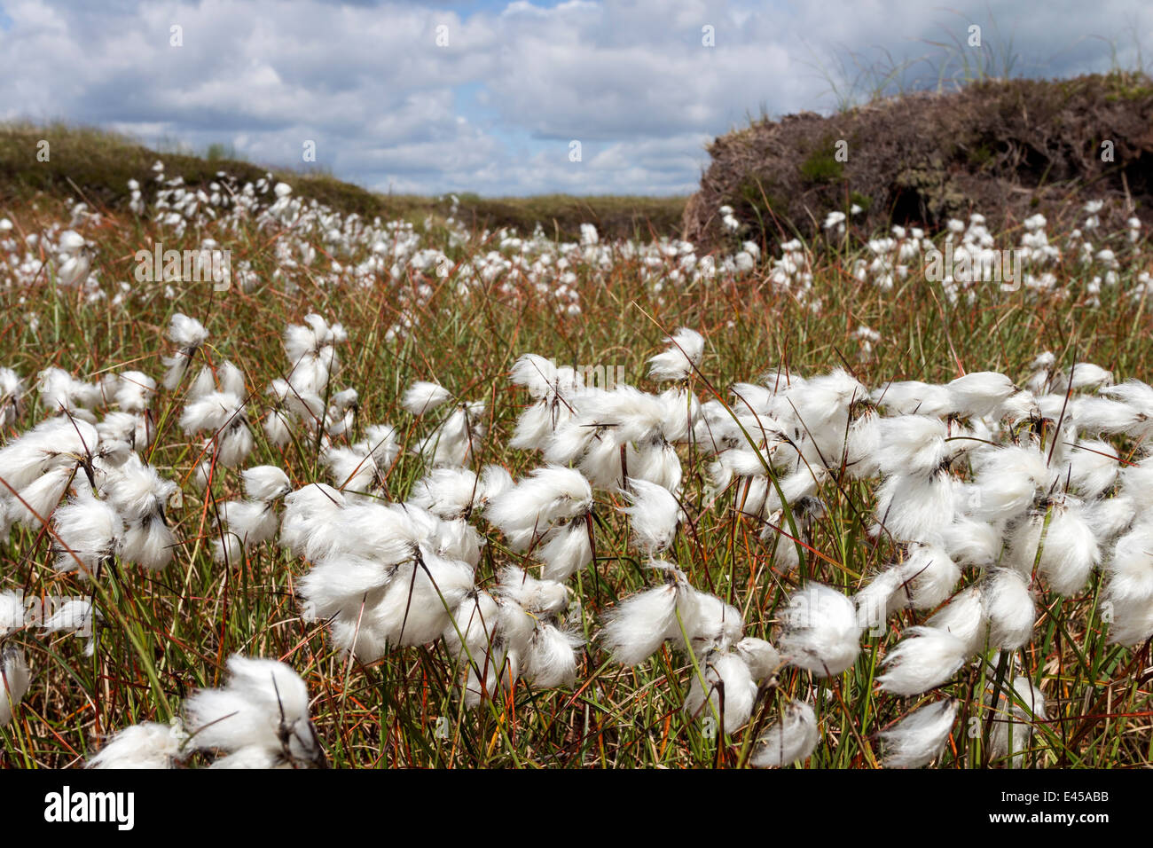 Cottongrass Eriophorum angustifolium Teesdale County Durham England UK Stock Photo Alamy