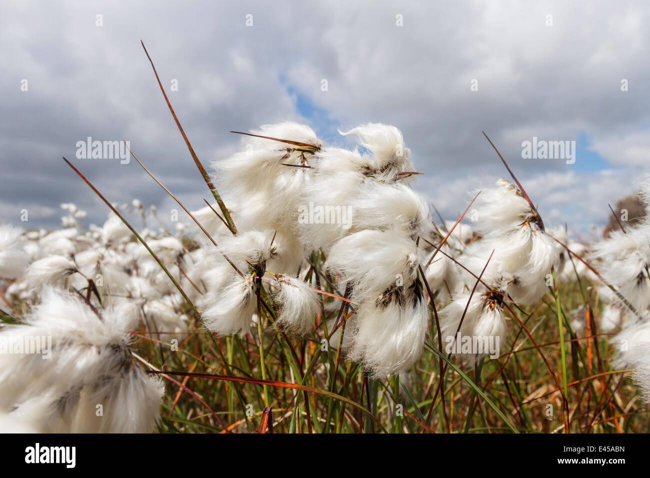 Cotton Grass Stock Photos & Cotton Grass Stock Images Alamy