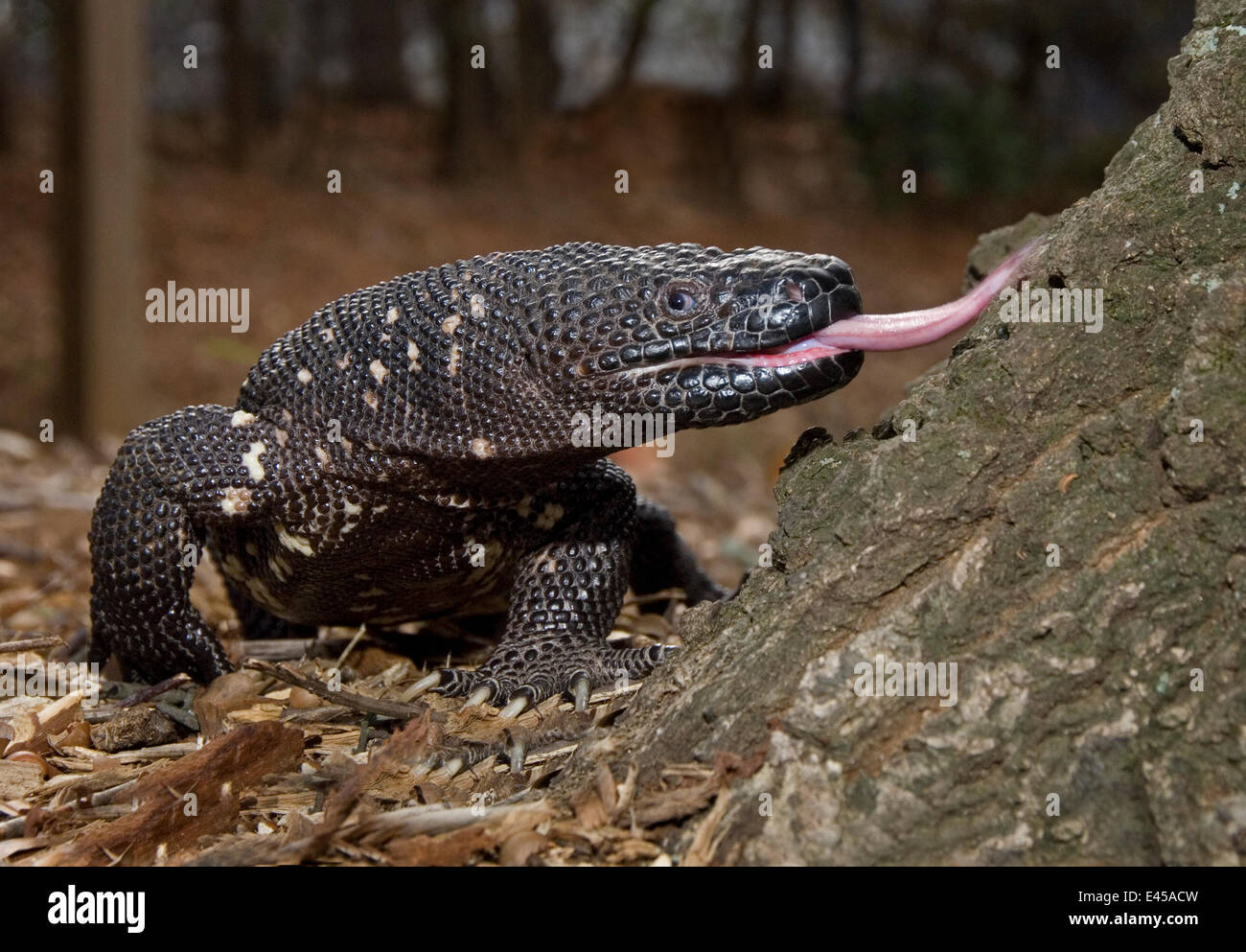 Guatamelan Beaded Lizard {Heloderma horridum charlesbogerti} captive, Guatemala Stock Photo