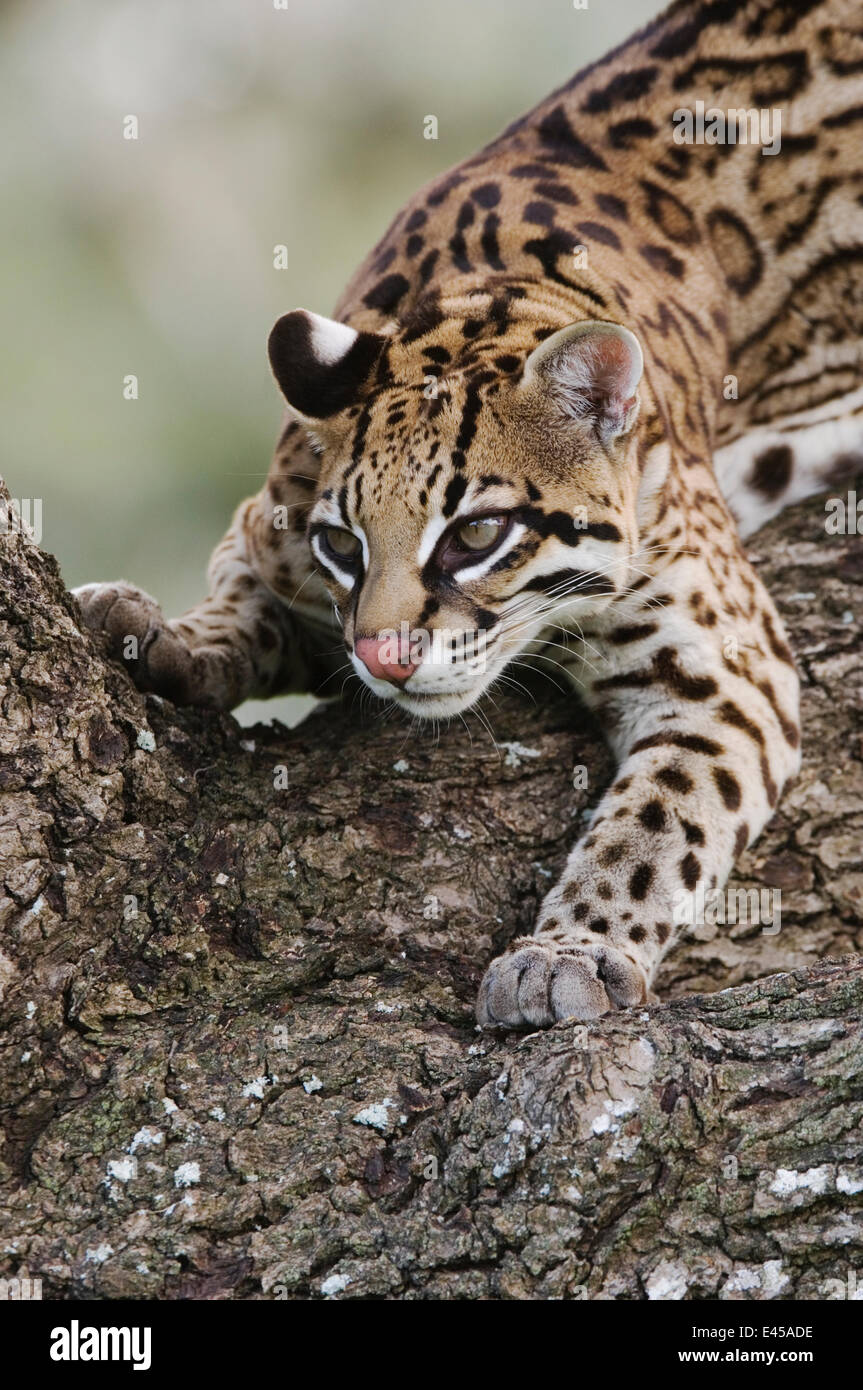 Ocelot {Felis pardalis} captive, female, Welder Wildlife Refuge, Texas ...