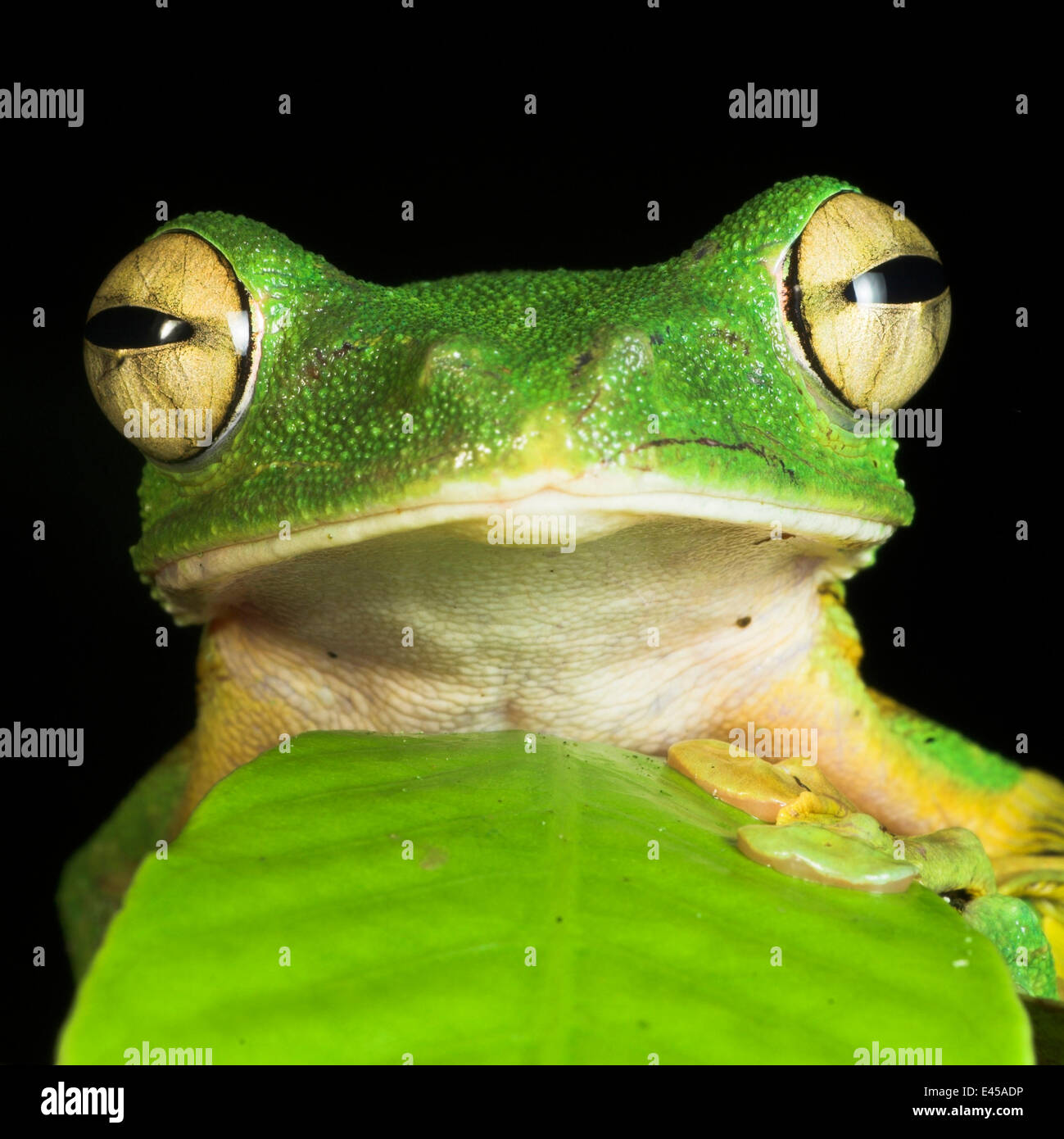 Wallace's gliding frog (Rhacophorus nigropalmatus) with head peering out from behind leaf. Danum Valley, Sabah, Borneo Stock Photo