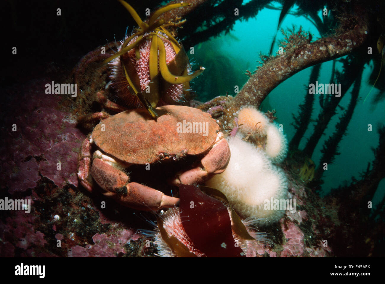 Edible crab (Cancer pagurus) in kelp, St. Abbs,  North Sea, Atlantic Ocean. Stock Photo