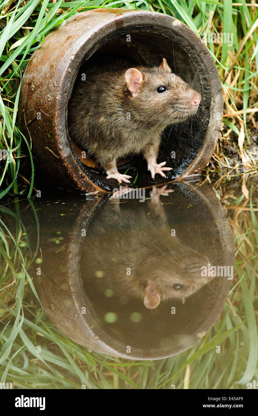 Brown rat (Rattus norvegicus) looking out from old pipe, captive, UK, April Stock Photo