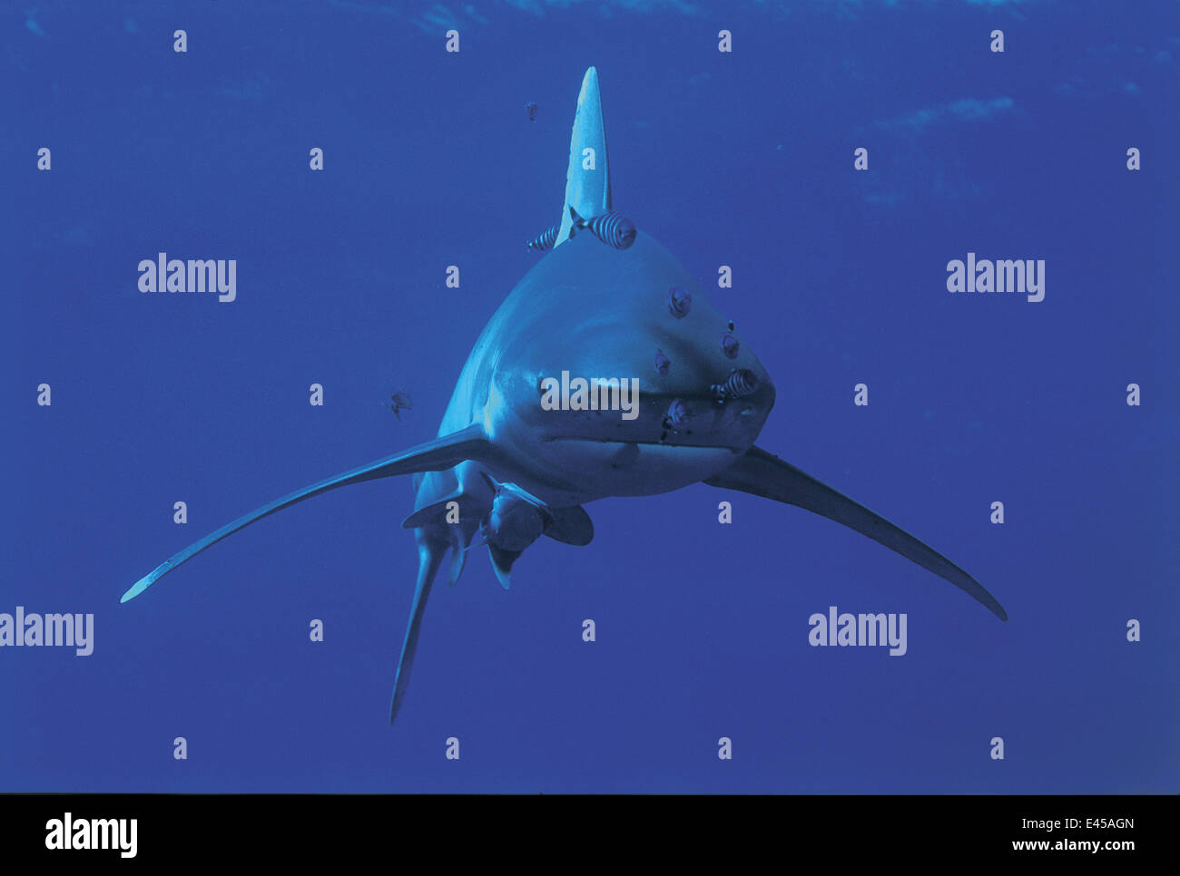Oceanic whitetip shark {Carcharhinus longimanus} and Pilotfish {Naucrates ductor} Red Sea. Stock Photo