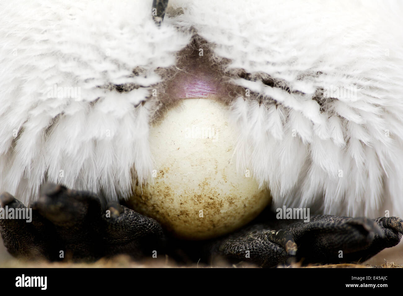 King penguin {Aptenodytes patagonicus} egg balanced on feet, Falkland Islands. Stock Photo