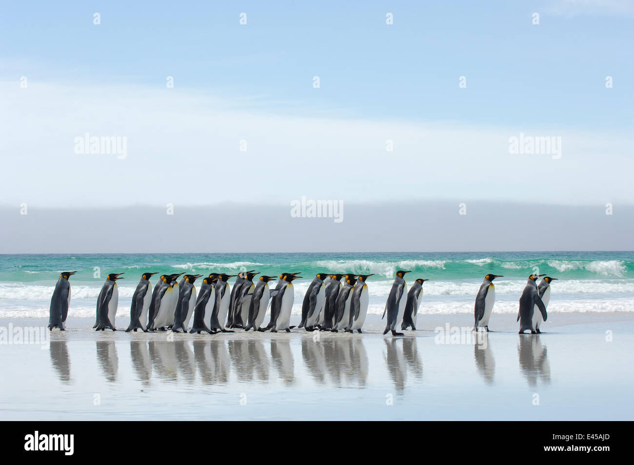 Group of King penguins {Aptenodytes patagonicus} walking in line along beach, Falkland Islands. Stock Photo