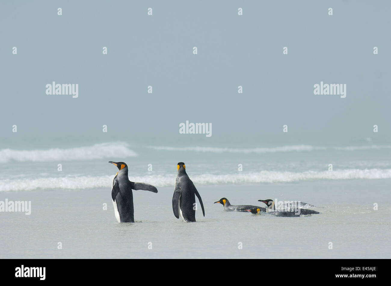 Group of King penguins {Aptenodytes patagonicus} in shallow surf, Falkland Islands. Stock Photo
