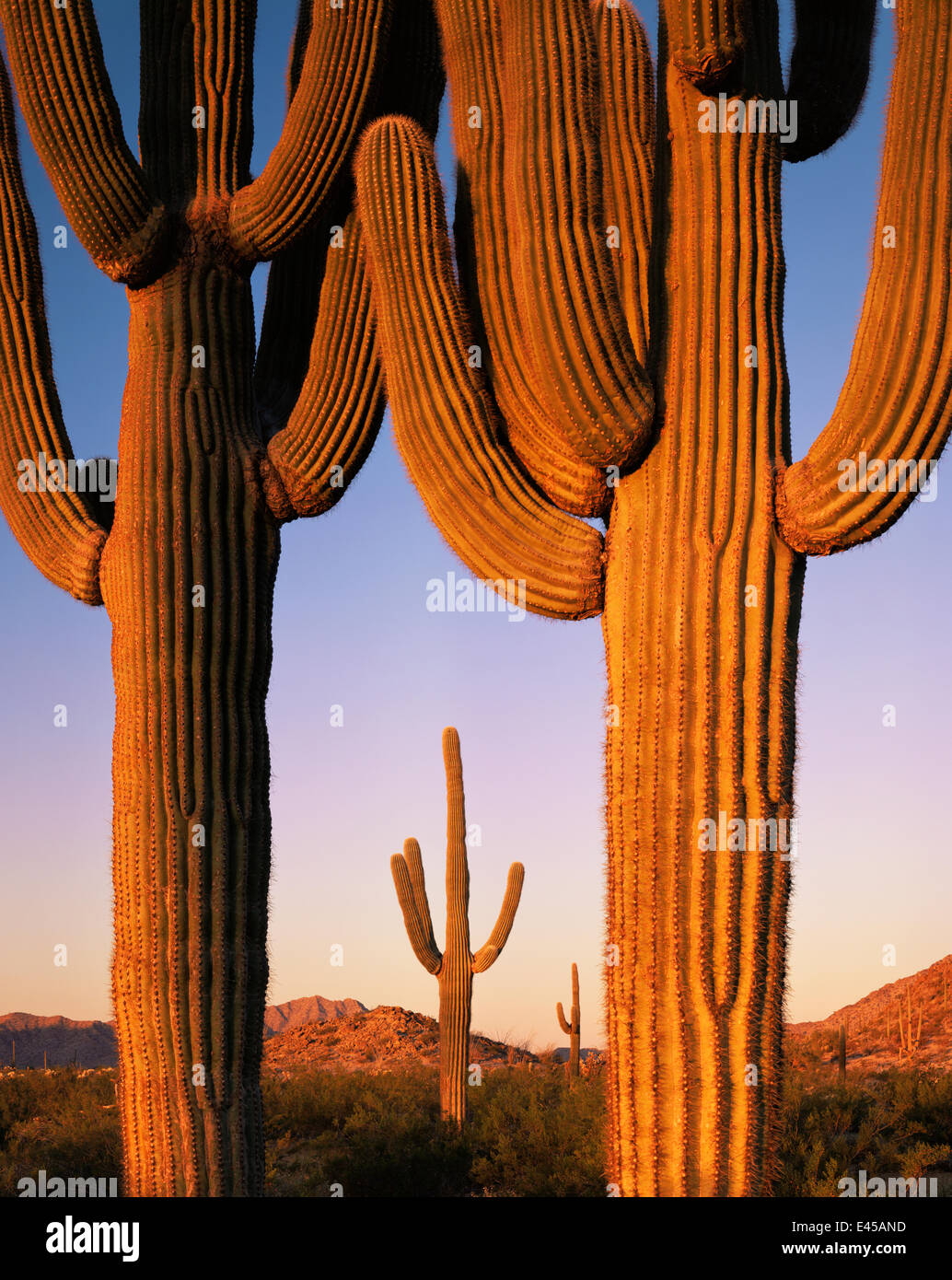 Sonoran desert sunrise landscape hi-res stock photography and images ...
