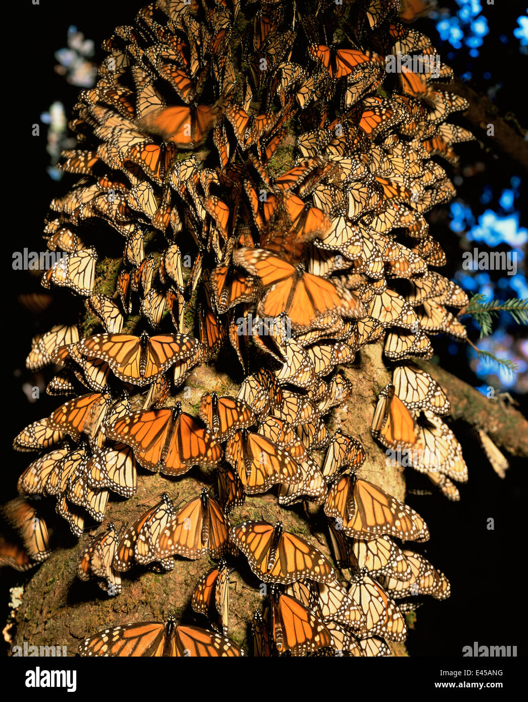 Monarch Butterflies (Danaus plexippus) covering the trunk of a