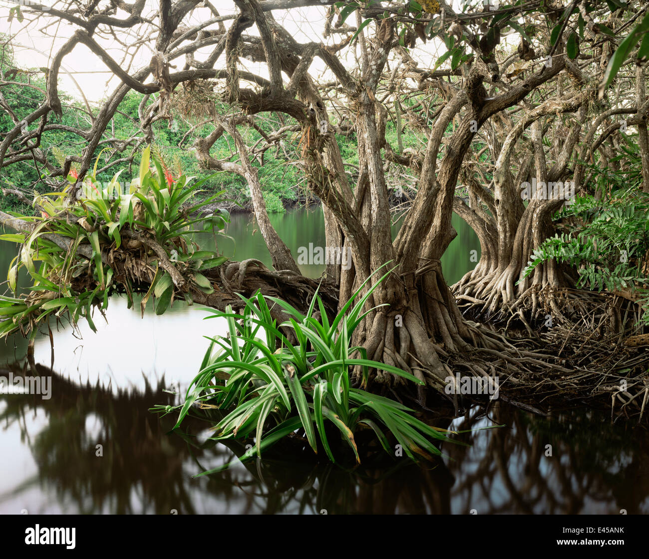 Anonilla (Rollinia jimenezii) and Crinum Lilies (Crinum scabrum) in the roots of a Mangrove (Rhizophora mangle), with Bromeliads (Bromeliaceae) growing in the branches, La Tovara Wetlands, San Blas, Mexico, Central America Stock Photo