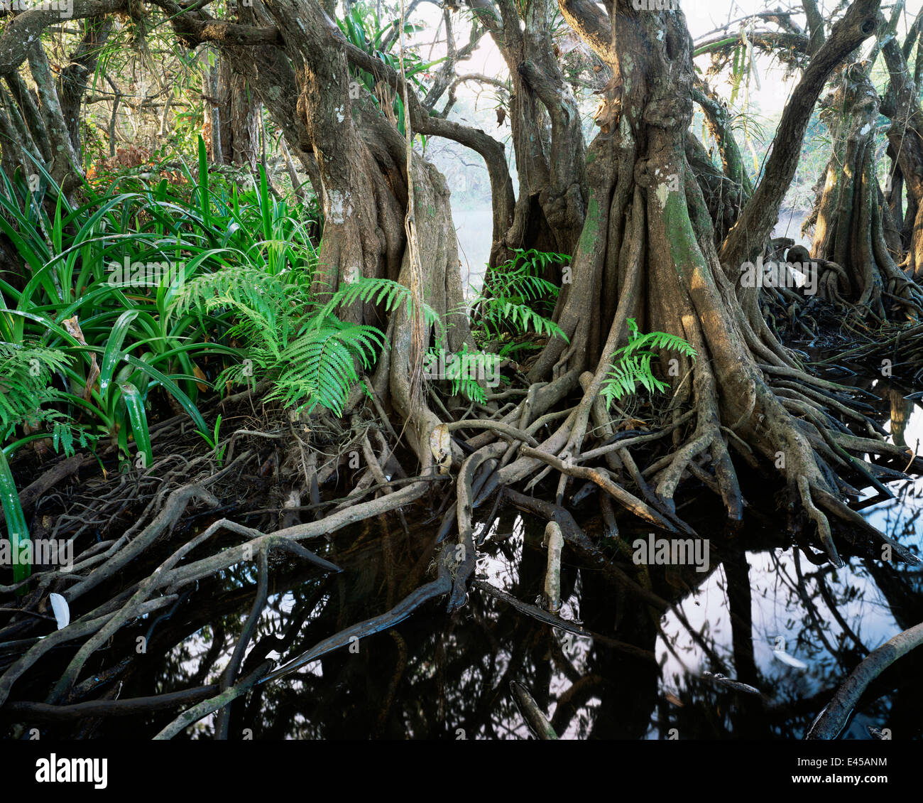 Anonilla (Rollinia jimenezii), Crinum Lilies (Crinum scabrum) and ferns (Thelypteris sp) in the roots of a Mangrove (Rhizophora mangle), La Tovara Wetlands, San Blas, Mexico, Central America Stock Photo