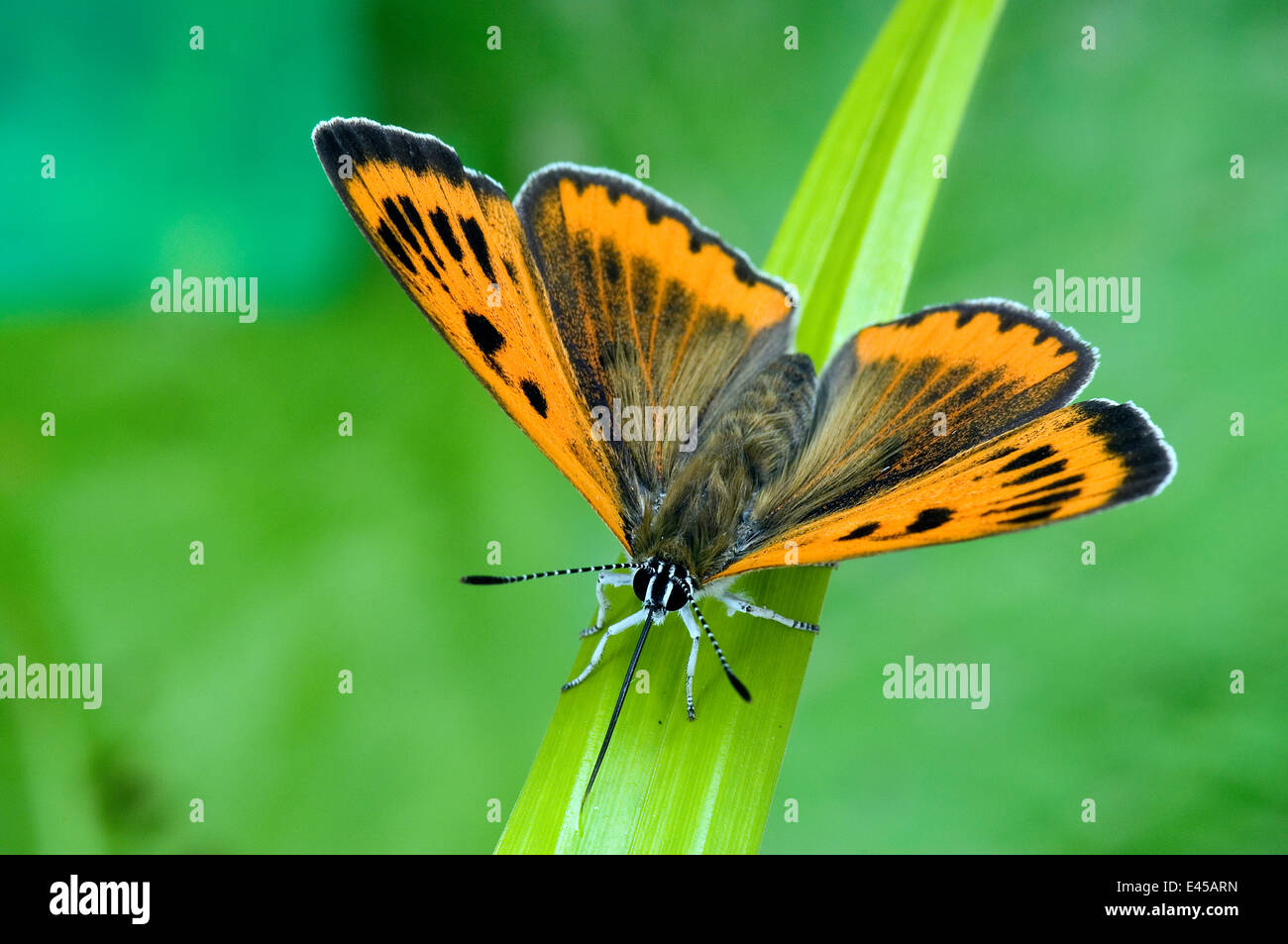 Large Copper Butterfly (Lucaena dispar) Wings open with proboscis fully extended drinking moisture from leaf. UK. Captive. Stock Photo