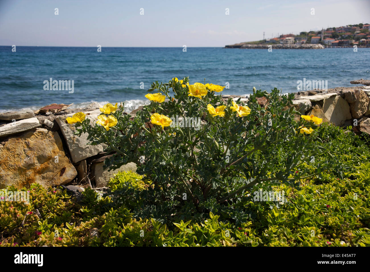 Yellow-horned poppies on the Karaburun Peninsula, Turkey. The town of Karaburun is in the background Stock Photo