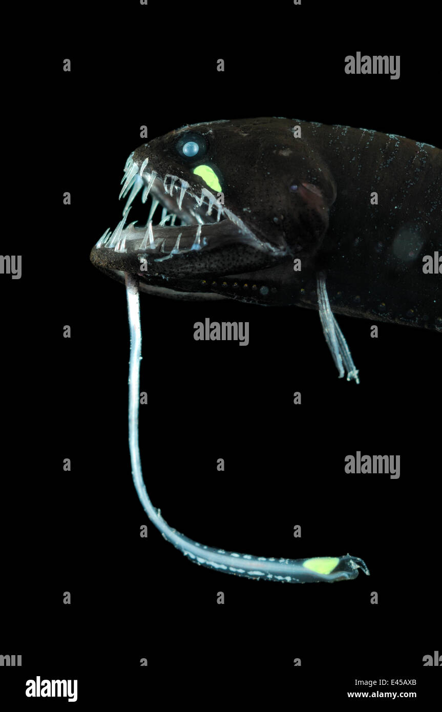 Scaleless black dragonfish (Melanostomias biseriatus) showing lure, Atlantic ocean Stock Photo