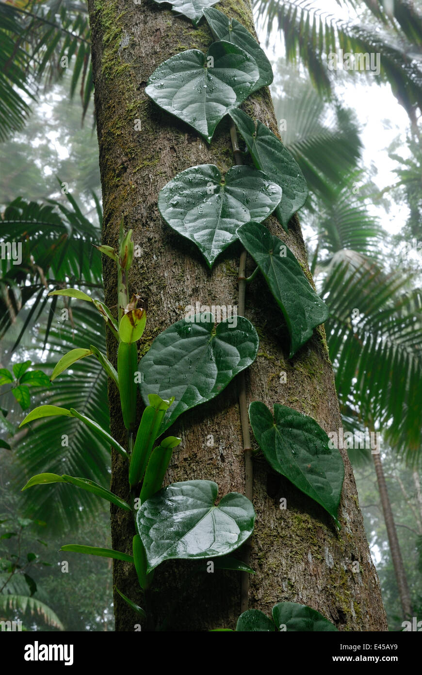 Climbing plant growing up tree trunk in rainforest, Eungella National