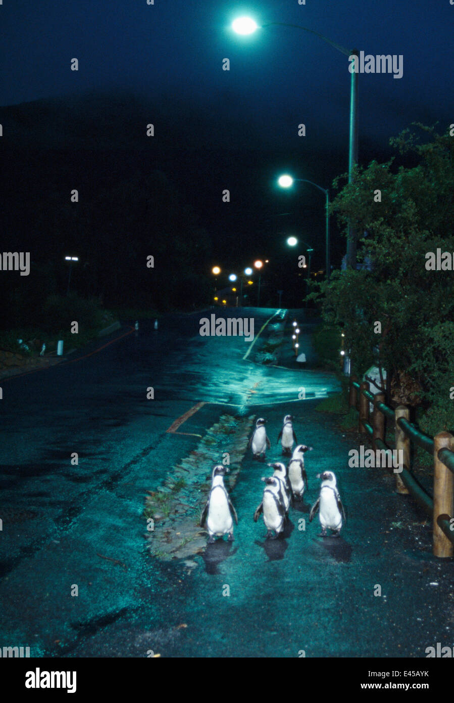 Black footed / Jackass penguins {Spheniscus demersus} walking along road at night with street lights, Boulders, South Africa Stock Photo