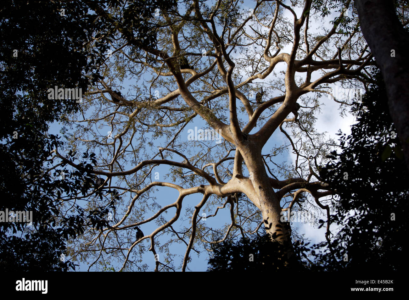 Wild chimpanzees (Pan troglodytes schweinfurthii) in a fig tree, Kibale National Park, Uganda Stock Photo