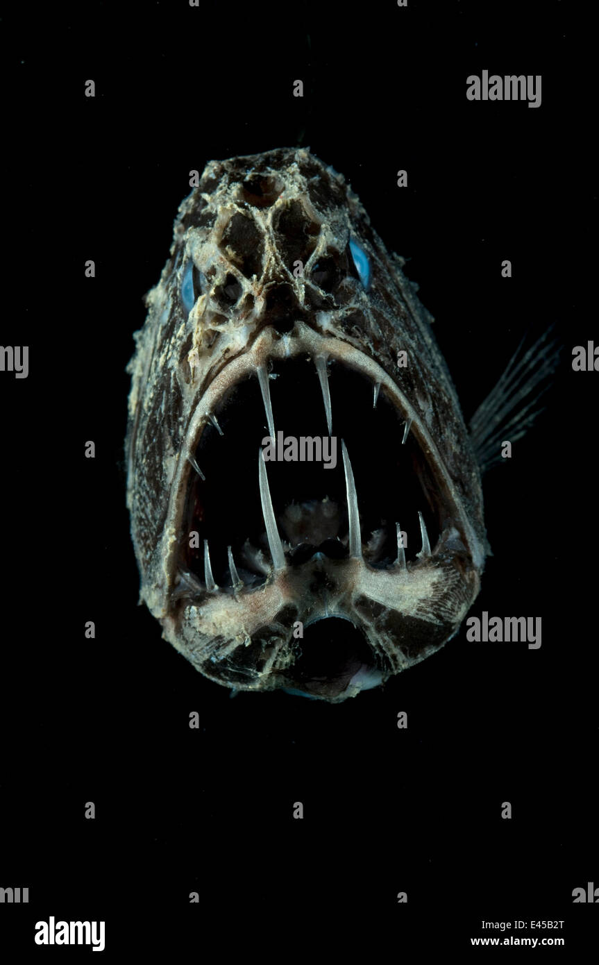 Portrait of Fangtooth {Anoplogaster cornuta} Atlantic Stock Photo