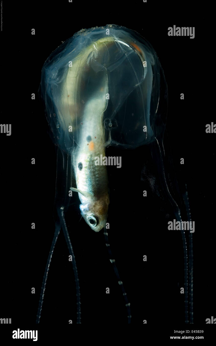 Irukandji box jellyfish High Resolution Stock Photography and Images