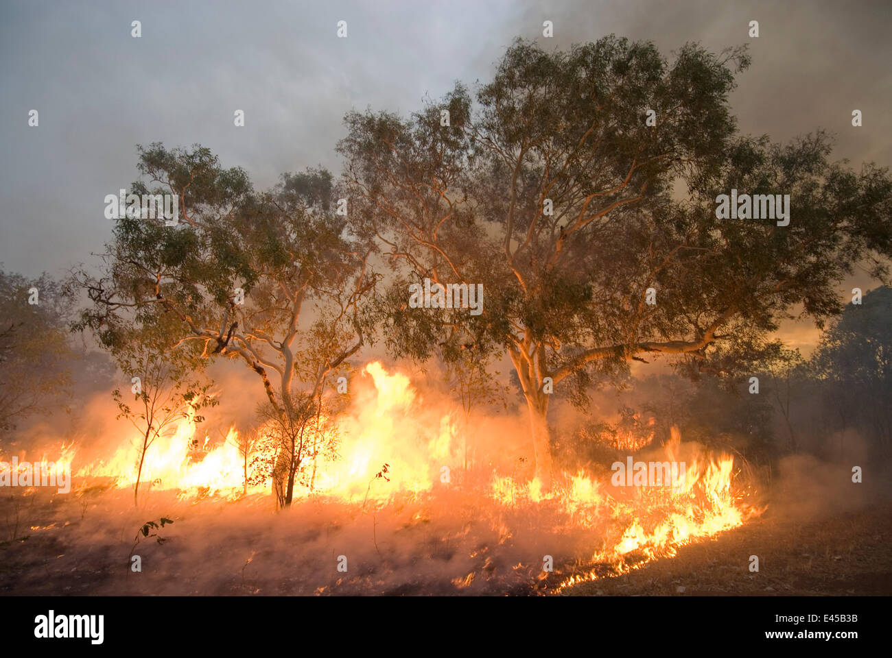 Bushfire in the outback. Derby, Western Australia Stock Photo