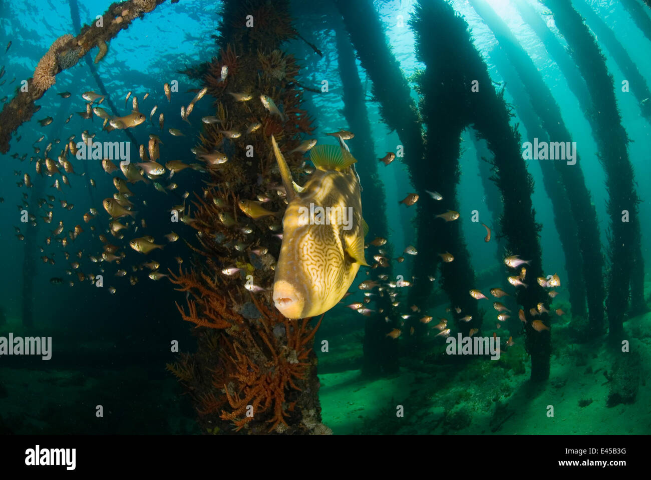 Oligoplites saurus hires stock photography and images Alamy