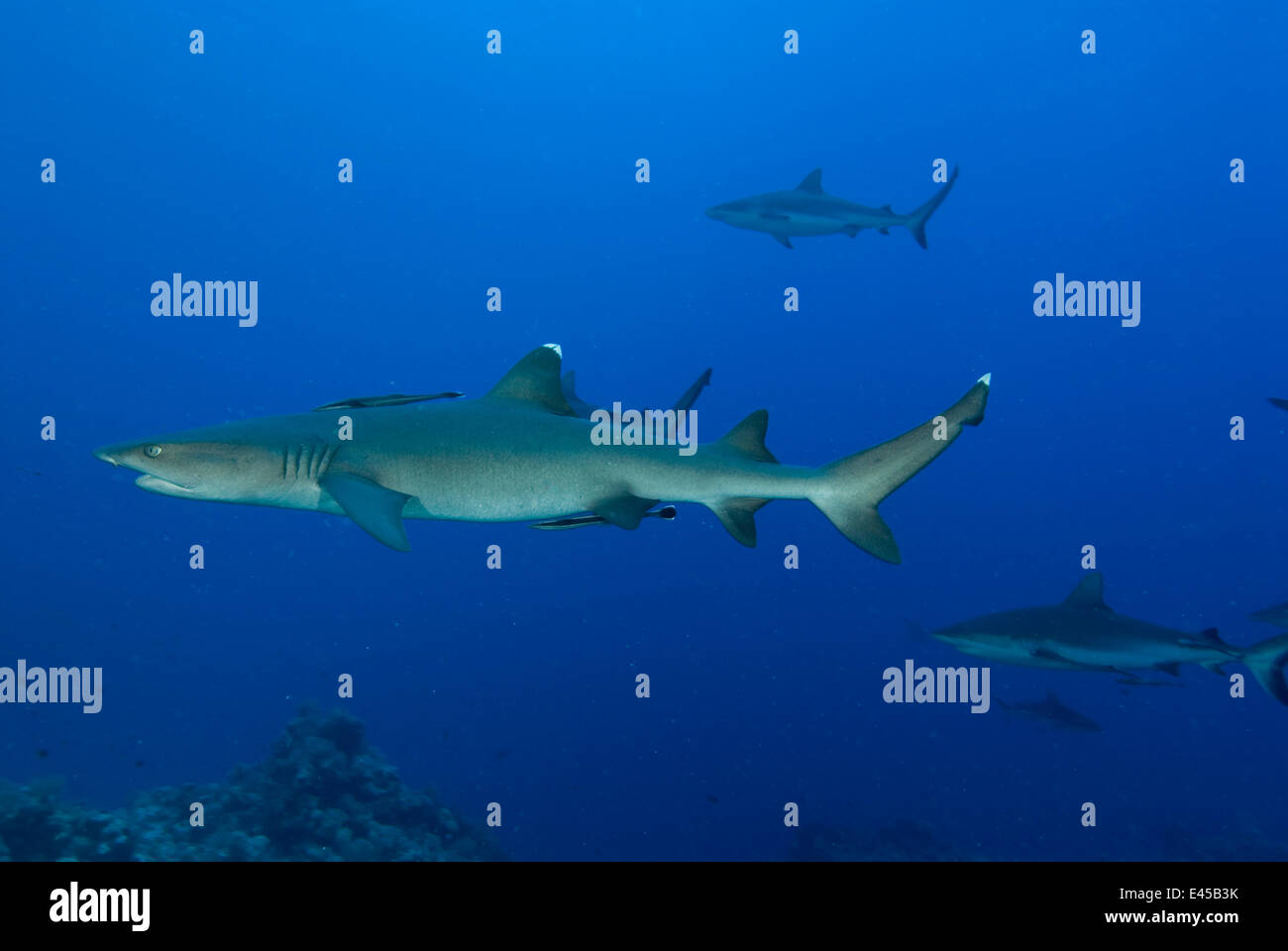 Horn Shark (head-on view)