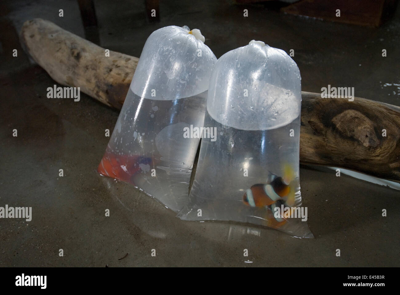 Aquarium fish caught in an accredited manner without using cyanide but with a net. Fish handlers put compressed air into assorted ornamental, tropical fish. Verde island, Mindoro, Philippines Stock Photo