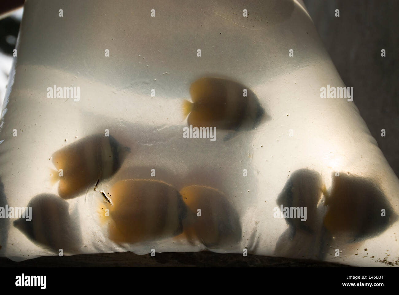 Aquarium fish caught in an accredited manner without using cyanide but with a net. Fish handlers put compressed air into assorted ornamental, tropical fish. Verde island, Mindoro, Philippines Stock Photo