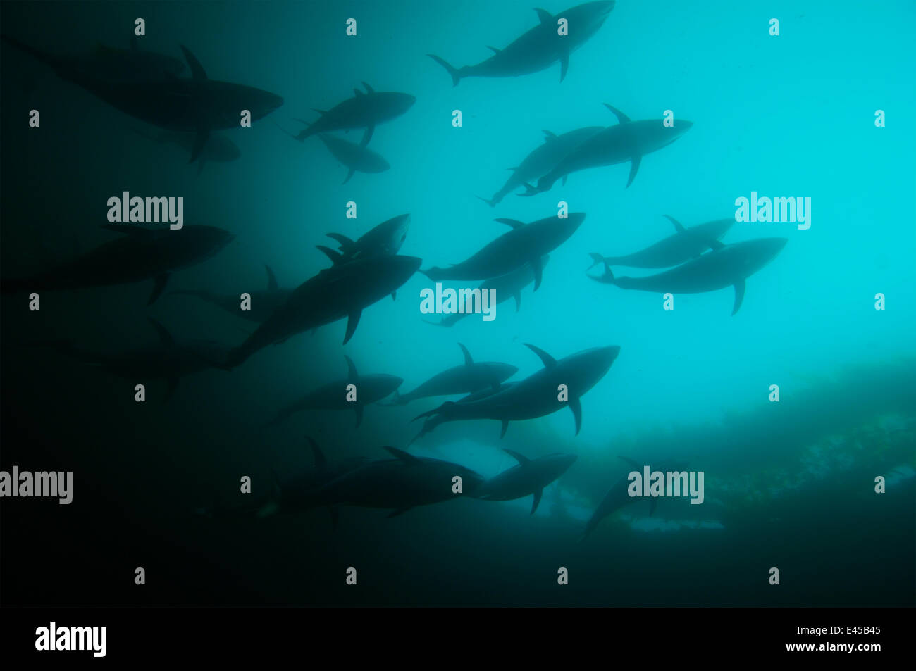 Bluefin tuna {Thunnus thynnus} in fish farm, Kusimoto, South Japan