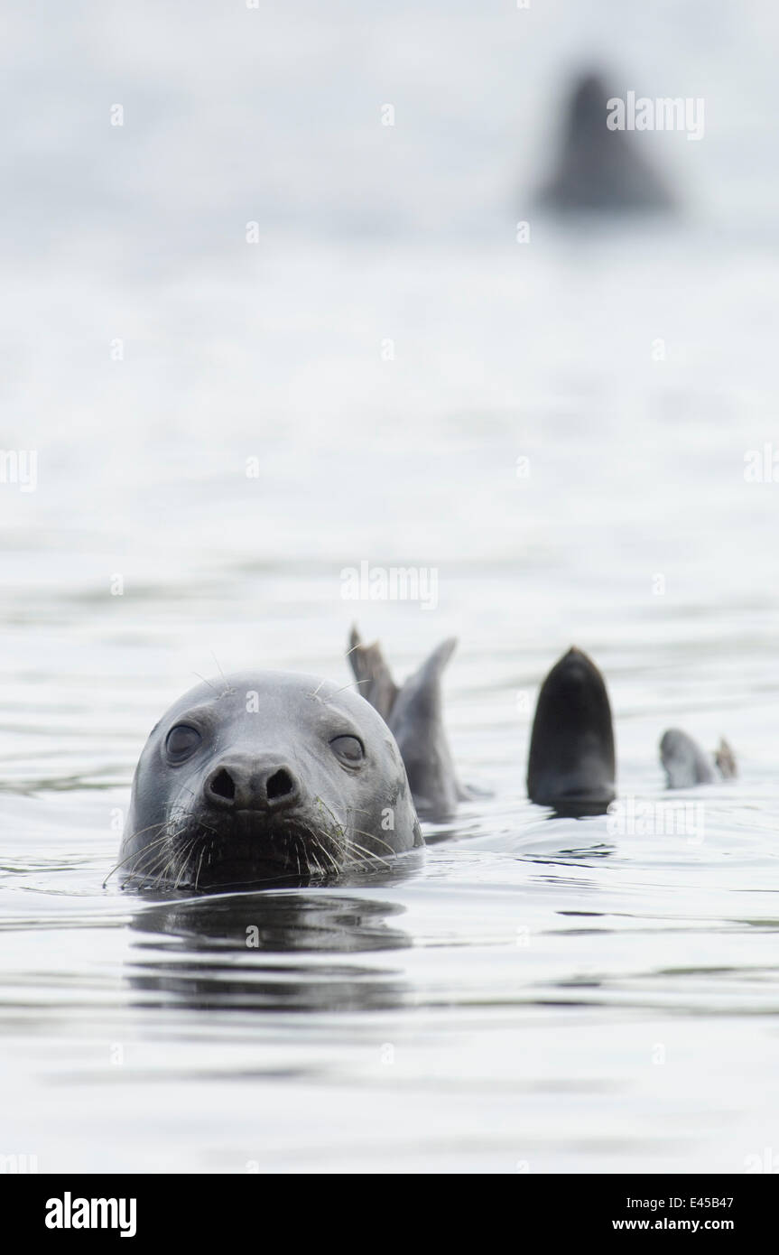 Grey seal {Halichoerus grypus} female, Lerwick harbour, Shetland, Scotland, UK Stock Photo