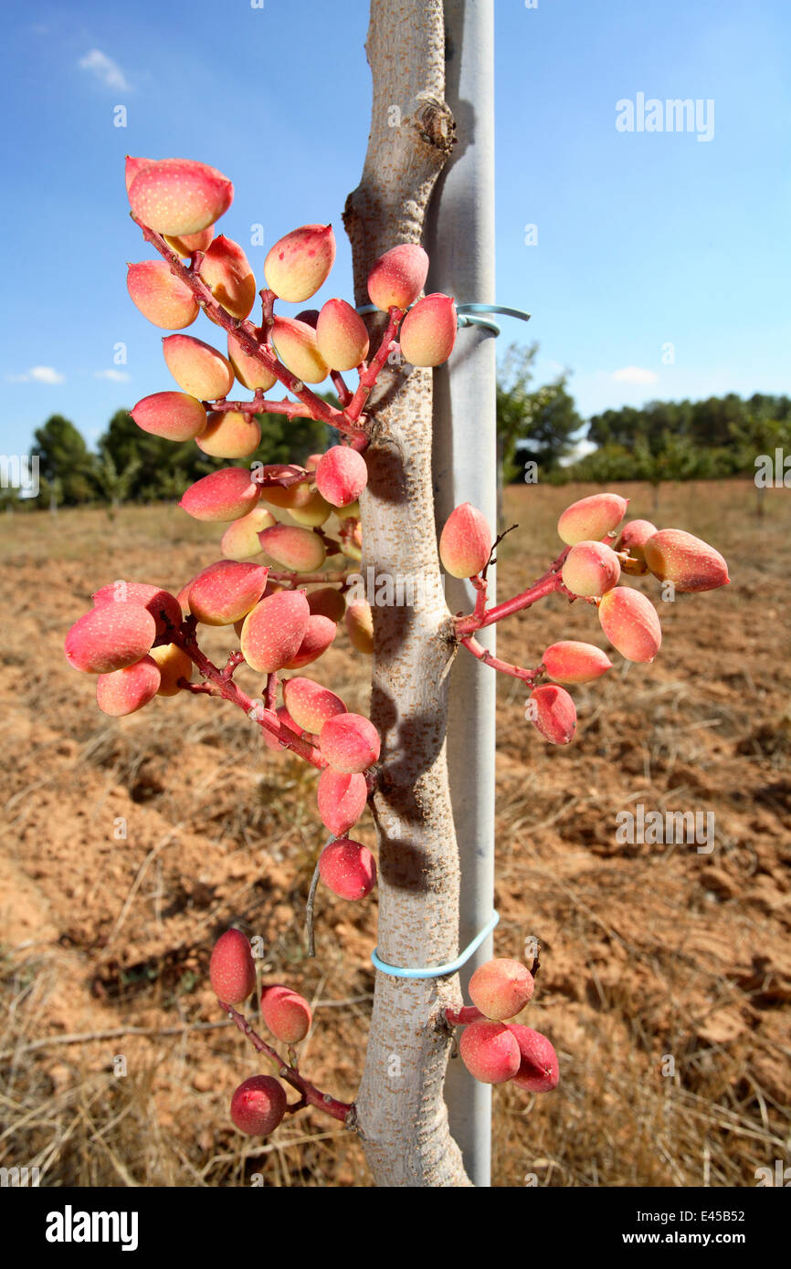 Pistachio nuts on cultivated Pistachio tree (Pistacia vera) Albacete