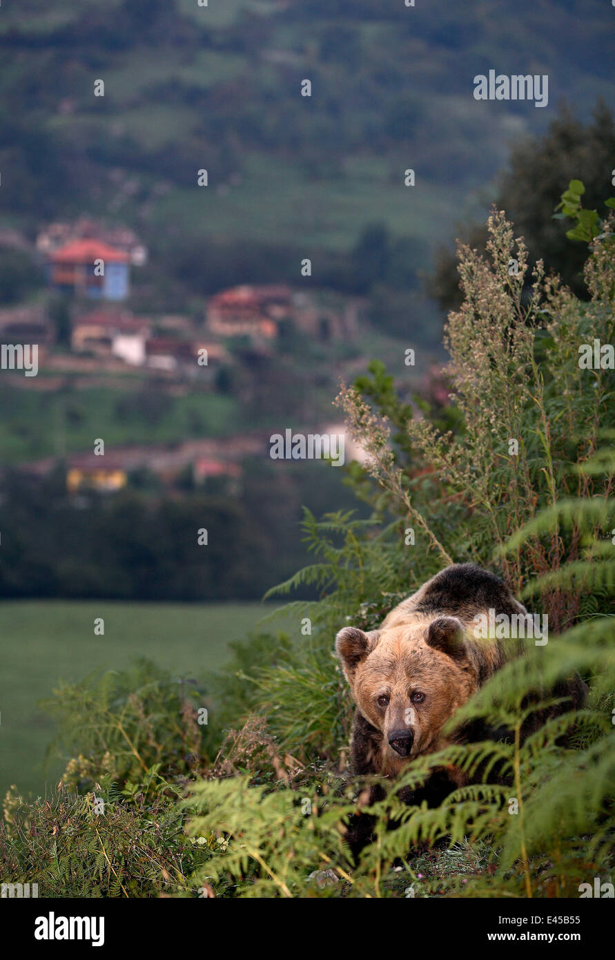 Pyrenean brown bear (Ursus arctos pyrenaicus) near a village, Spanish Brown Bear Foundation, Cantabrian mountains, Asturias, Spain Stock Photo
