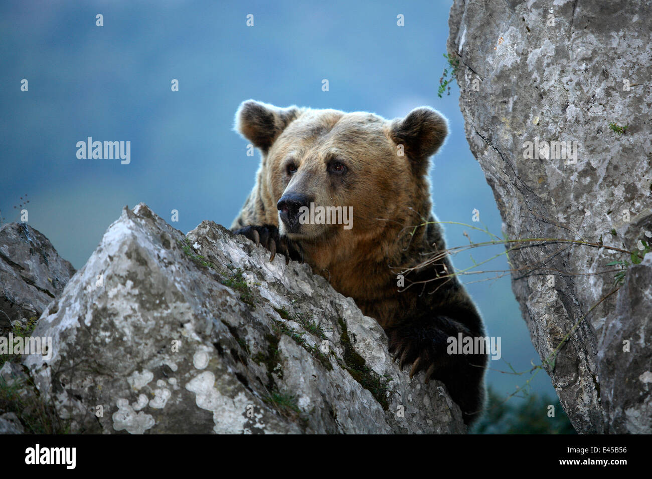 Pyrenean brown bear (Ursus arctos pyrenaicus) resting on rocks, Spanish Brown Bear Foundation, Cantabrian mountains, Asturias, Spain Stock Photo